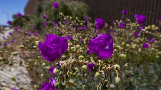 purple flowers