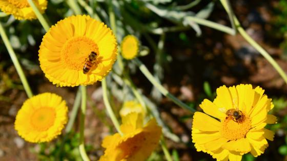 Desert Marigold a type of plant